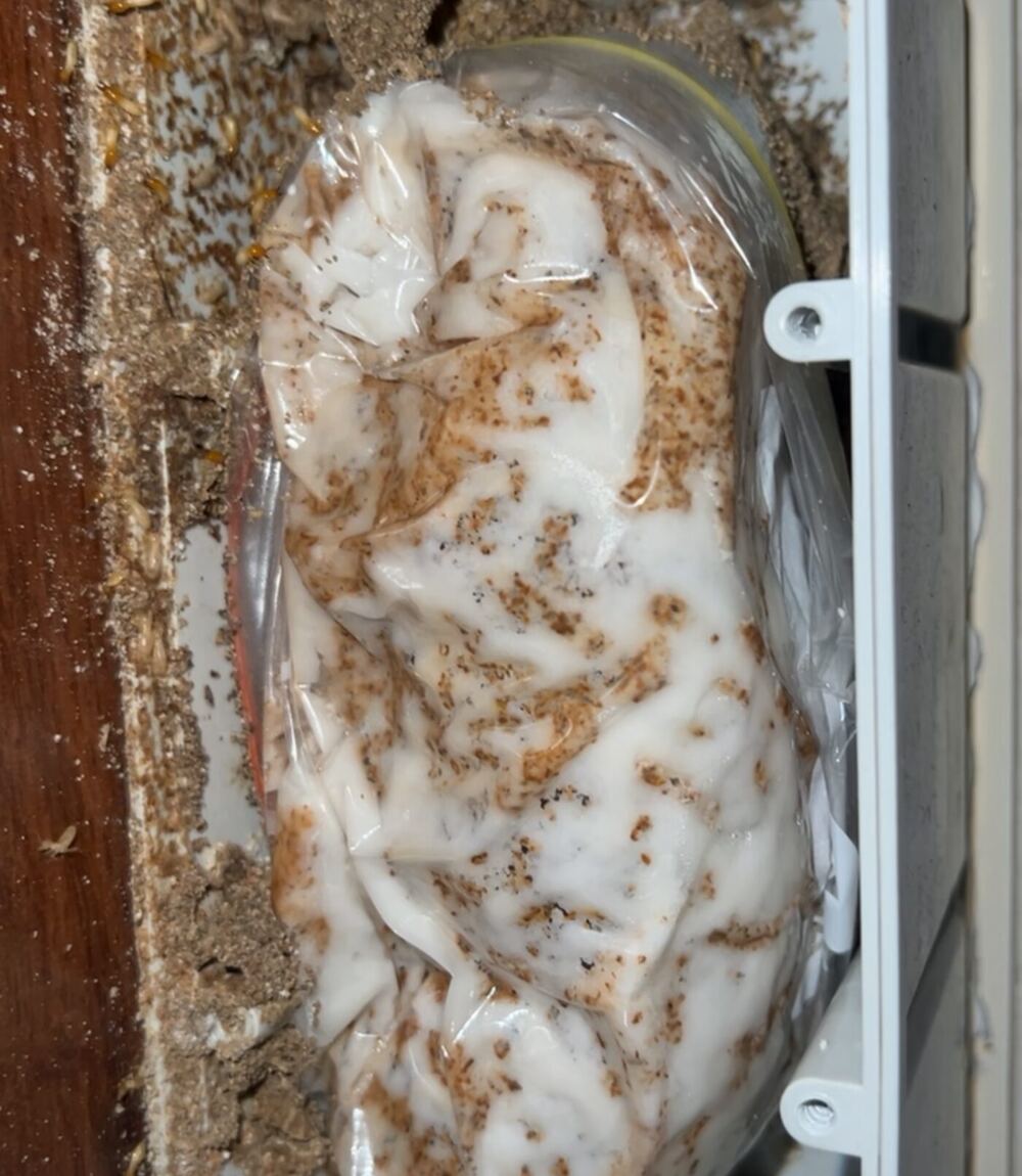Technician inspecting termite mud trail on concrete slab