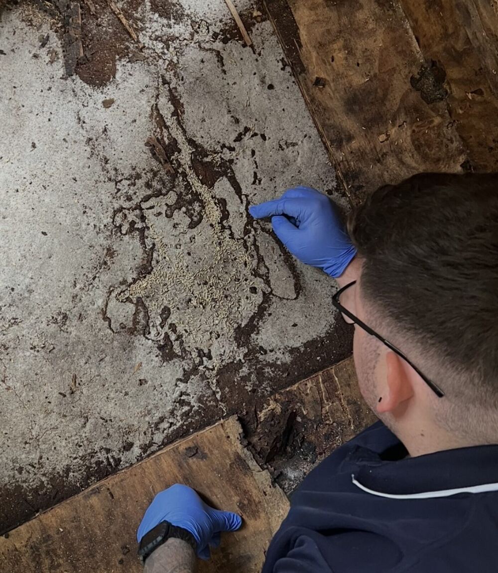 Doctor Pesty technician inspecting a live termite mud tube under a house