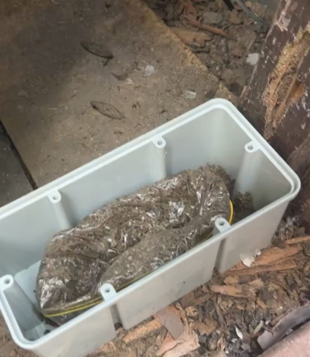 Termite bait station inspected as part of ongoing monitoring